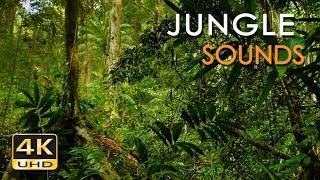4K Jungle Sounds - Exotic Birds Singing - Tropical Forest - Relaxing Nature Video - Ultra HD - 2160p