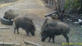 Boars. Fingerlings. We came to eat. Hunting and fishing. Boar hunting. We are watching! Issue 176