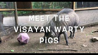 What's Moo at the Zoo? - Visayan Warty Pigs