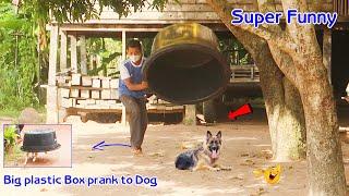 Funny Prank Big Plastic box & Ring Prank on Dog must funny video 