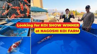 Hunting for Koi Show Winner Candidates at Nagoshi Koi Farm