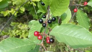 Крушина ламка (Frangula alnus) - отруйні чорні ягоди і помічна кора