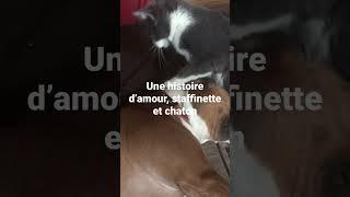 Staffinette et chaton , une histoire d’amour 