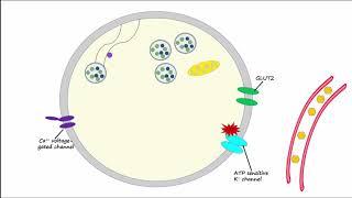 Regulation of Insulin Release and Insulin Action