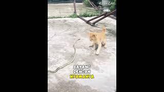 Kucing Merupakan Hewan Darat Dengan Reflek Tercepat di Dunia #kucing #kucingoren #kucingkampung