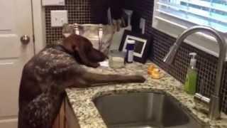 GSP and Chocolate Lab vs rubber duck