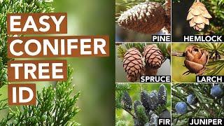 Not Every Conifer Is A Pine (Conifer Tree ID)