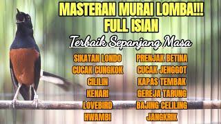 MASTERAN MURAI BATU LOMBA FULL ISIAN MEWAH SEPANJANG MASA 100% BIKIN MURAI JUARA