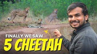 We found 5 Cheetahs in Kuno National Park Ahera Gate | Cheetah Safari Starts in India