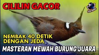 CILILIN GACOR Nembak 40 Detik Dengan Jeda II Masteran BURUNG CILILIN Juara