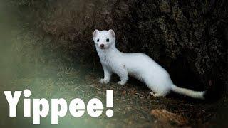 I've got Weasel Fever?!?  |  Wildlife Photography in Jackson Hole