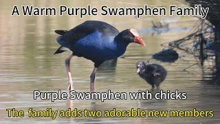 A warm purple swamphen family - The purple swamphen family adds two adrable new members !