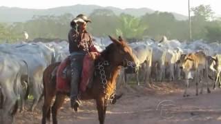 LAÇOS DA TERRA PANTANAL 1