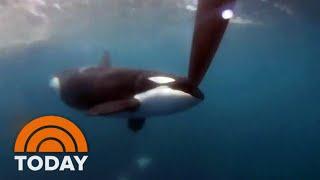 Pod of orcas sink 50-foot yacht in Moroccan waters