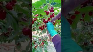 Super sweet cherry #shorts #farming #farm #food #finefood #enjoy #nature #fruits  #sugar  #funny