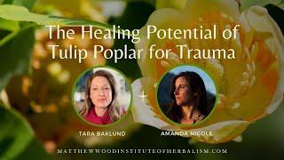 The Healing Potential of Tulip Poplar for Trauma