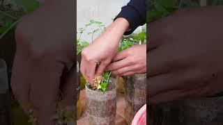 Growing Celery is very simple with just a few small plastic bottles