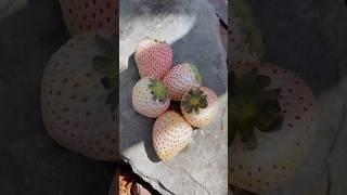 Strawberry putih hanya ada di negara amerika #strawberry #whitestrawberry #shorts