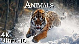 Animals in 4K: Stunning Wildlife Footage in Ultra High Definition