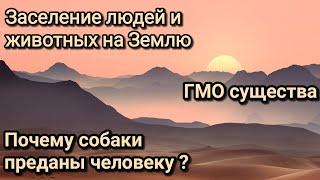 Собаки и любовь к человеку. Заселение людей и животных на Землю. Сотворенные животные.