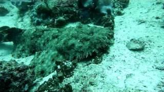 Wobbegong Shark