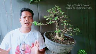 Tugas "Molave" Bonsai Styling "Sokan Style"|Bonsai Tutorial for Beginners EP#10