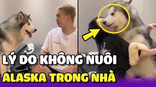 Lí do không nên để vợ nuôi Alaska trong nhà  | Yêu Lu Official