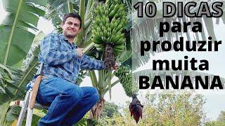 10 DICAS INFALÍVEIS PARA PRODUZIR GRANDES CACHOS DE BANANA (Ep08)