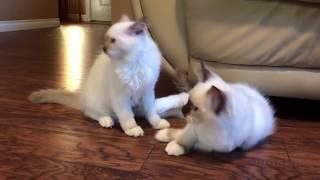 Котята играют - встреча брата и сестры спустя месяц - обнимашки - целовашки и приветашки