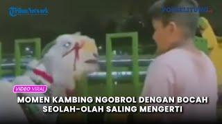 Momen Kambing Ngobrol Dengan Bocah  Seolah-olah Saling Mengerti