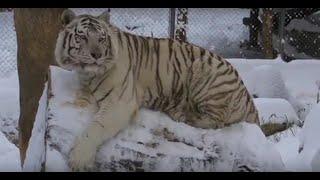 Beli tigar Tomek - White Bengal tiger - Panthera tigris tigris