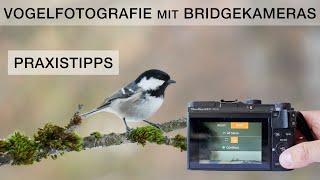 Diese Einstellungen solltest du beachten - Vogelfotografie mit Bridgekameras