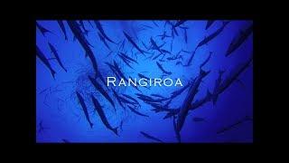 Rangiroa diving on Hammerhead sharks spot (French Polynesia)