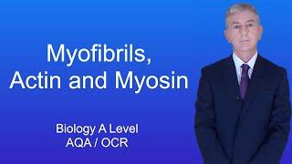 A Level Biology Revision (Year 13) "Myofibrils, Actin and Myosin"