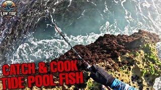 Tide Pool Fishing Catch & Cook Delicious Fish in Low Tide