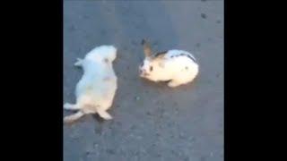 Rabbit won't leave his dead friend. SAD :(