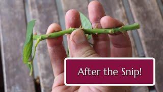 After the Snip: Cutting Propagation