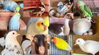 Mini Zoo Tour With Real Voice Of Pets And Birds | Hum Or Parinday | Budgies Ducks Peacocks etc ..