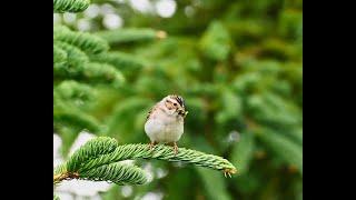 Birding in Alberta in 2021