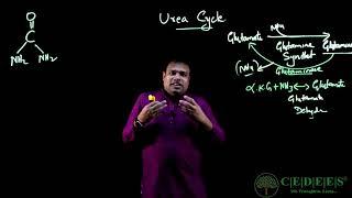 UREA CYCLE .. CEDEES INSTITUTE #neetmds #aiimspg # pgentrance