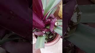 Indoor plants care tips #urbanplants #indoorplants #urbangardens #houseplants #youtubeshorts