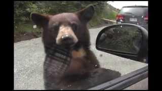 Bear Cub Wants In!