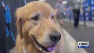 Meet Beacon, 'Goodest Boy' of the USA Gymnastics team