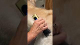 Which Dog Grooming Clipper is better?