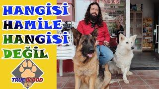 KÖPEKLERLE VETERİNERDE BİR GÜN GEÇİRMEK - HAMİLE ALMAN KURTLARI KONTROLDE