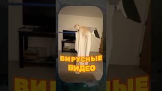 ВИРУСНЫЕ ВИДЕО / Очень толстый кот 