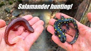 Early Spring Salamander Hunting! - Stunning Red Salamander, Jeffs, Spotted and More!