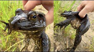 じっくりウシガエルを観察してたら、ウザそうに逃げやがった（笑）