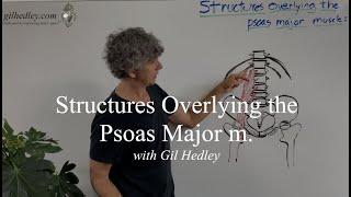 Structures Overlying the Psoas Major m.: Learn Integral Anatomy with Gil Hedley