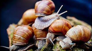 Snail Farming For Beginners | Why Its Profitable To Start A Snail Farm In 2022 #snail #snailfarming